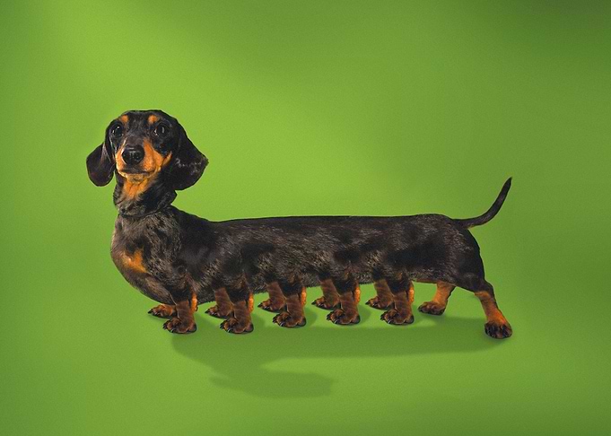 Centipedian Dachshund