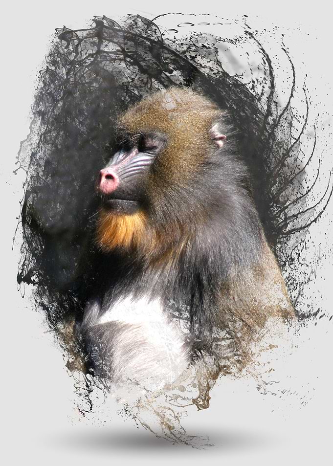 Zen Meditation Mandrill is an original photograph of a ...