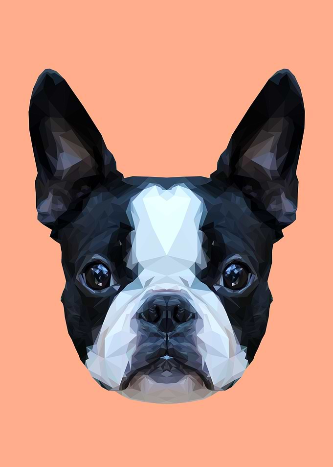 Frenchie/Boston Terrier Polygon Art // Peach