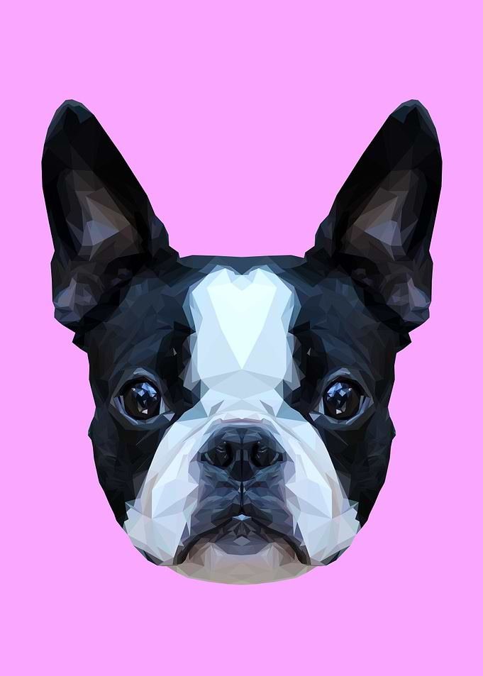 Frenchie/Boston Terrier Polygon Art // Lilac