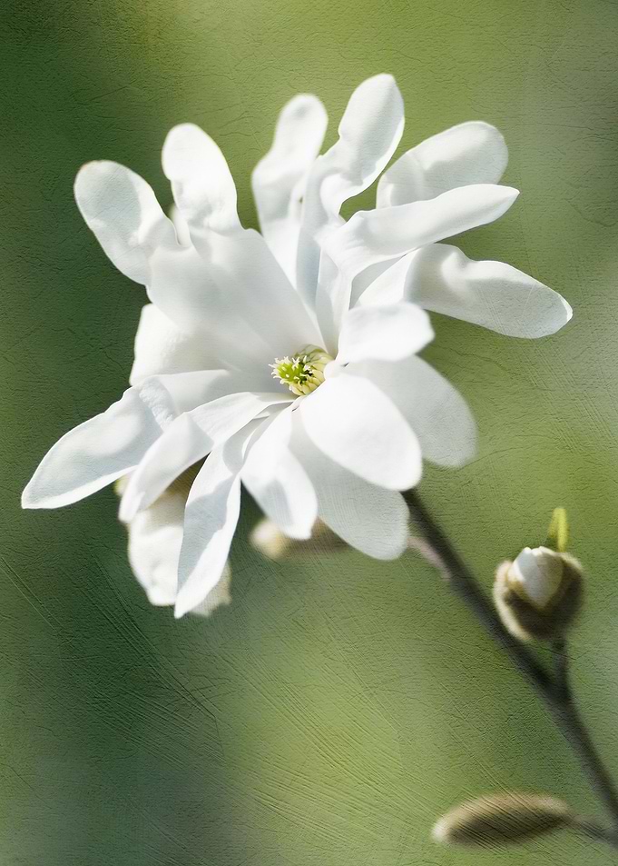 White Magnolia Flower