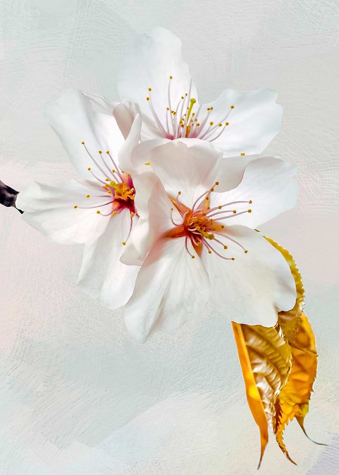 Pearly Sakura Flowers
