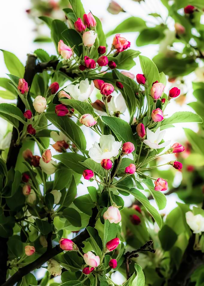Crabapple Flowers. Unexpan