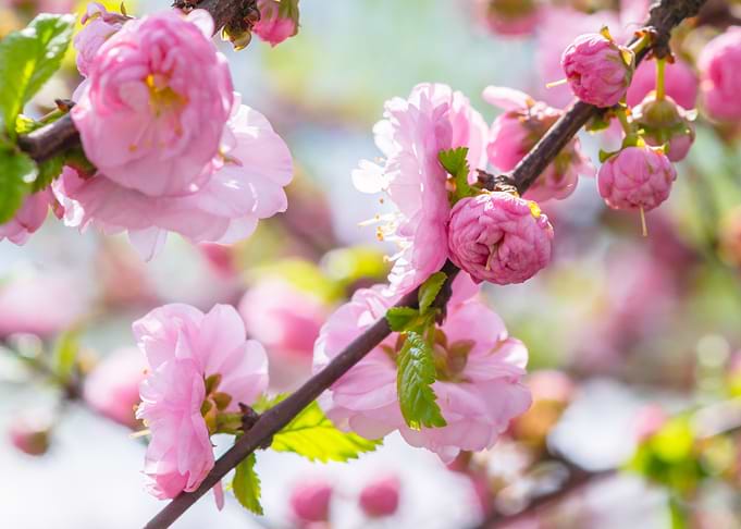 Flowering Plum