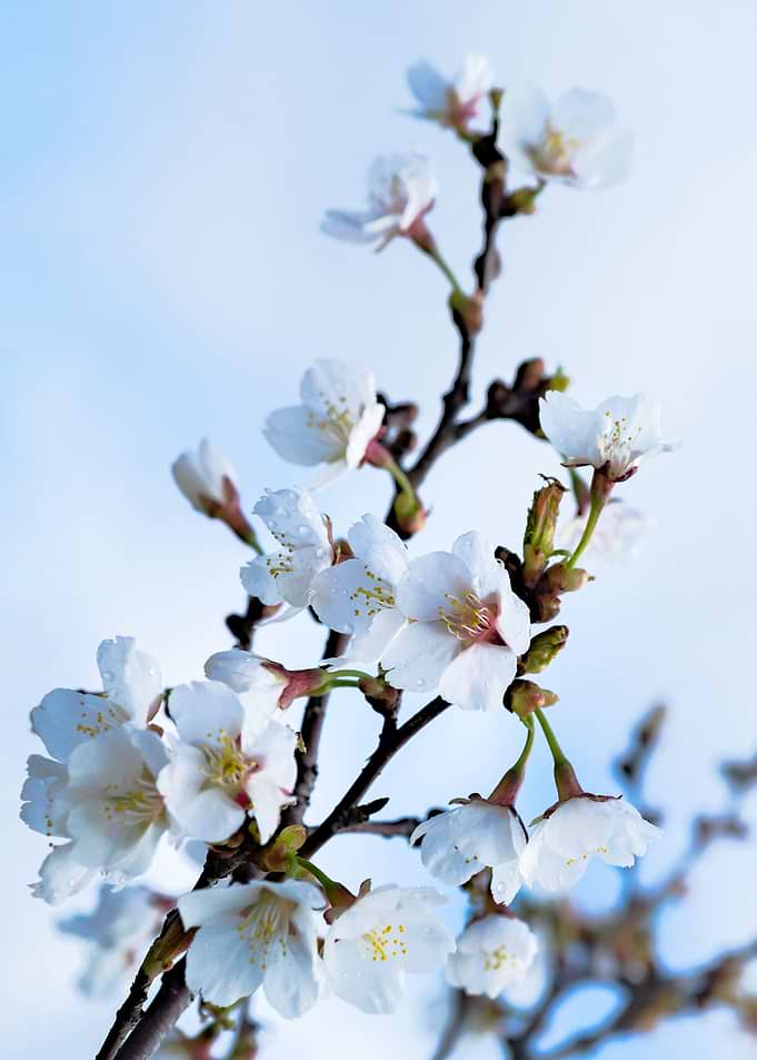 White Wet Sakura Flowers