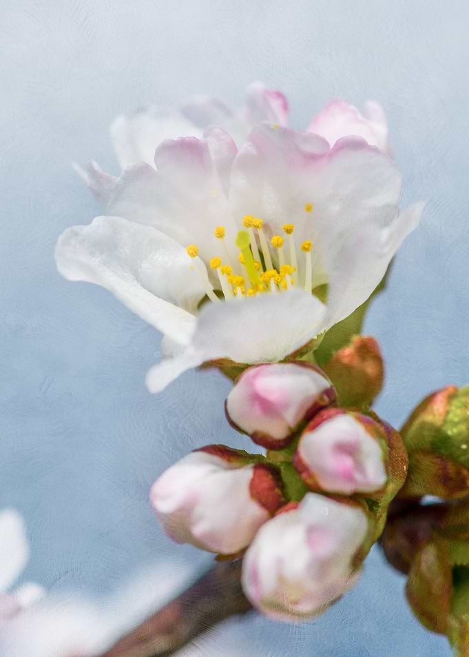 Elegant Sakura Flower