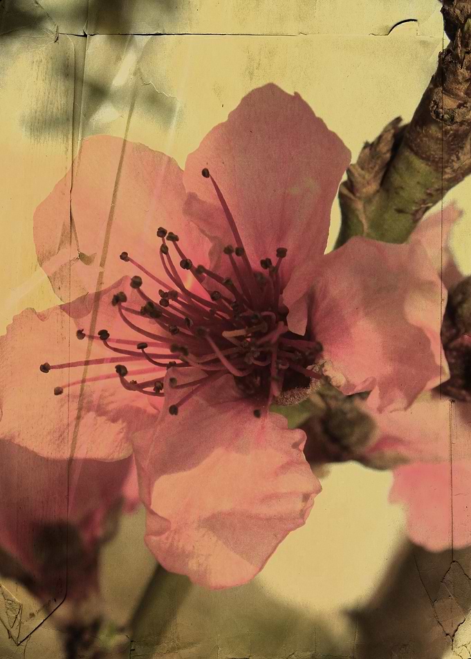 Vintage style almond blossom in Southern Spain. Clare B ...
