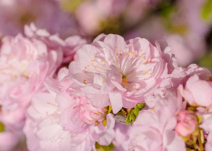 Sakura - Spring Wedding
