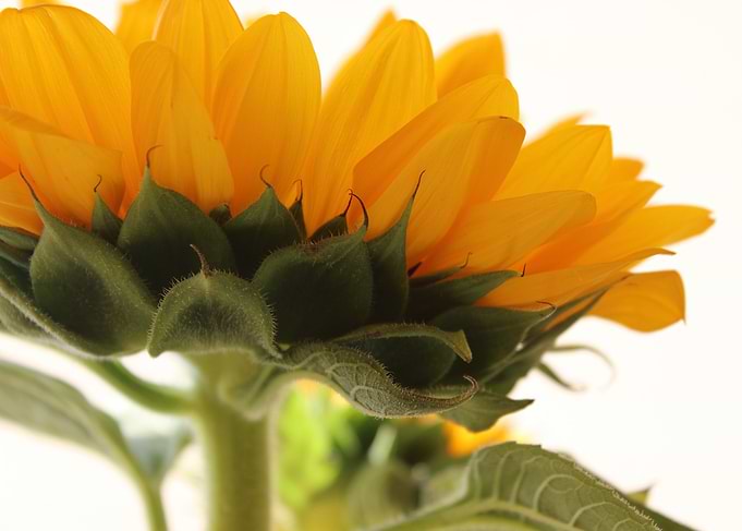 Bright and bold macro of a sunflower by Clare Bevan Pho ...