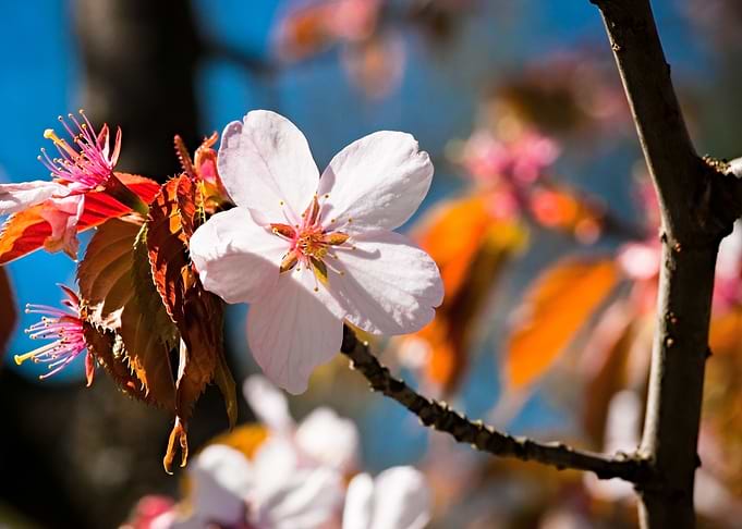Sakura Flower Red Leaves