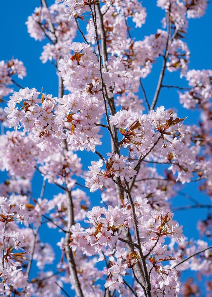 Sakura Tree In Full Bloom