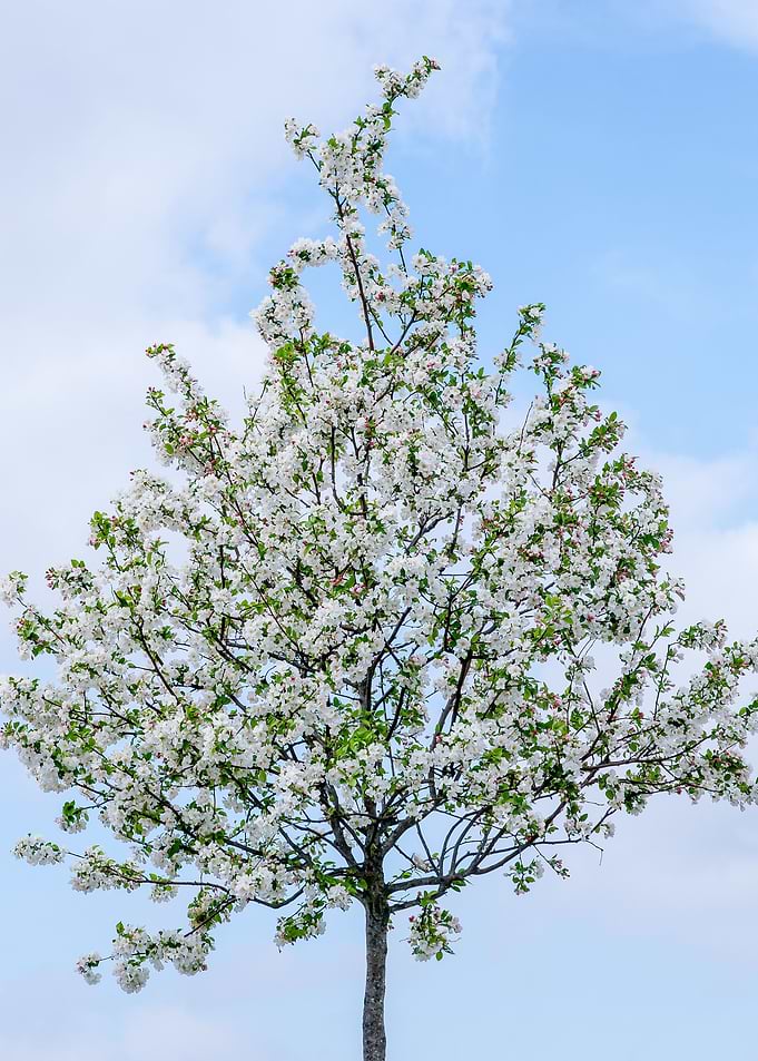 The Essence Of Spring