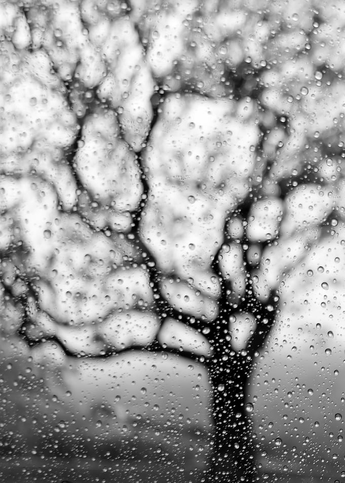 tree silhouette