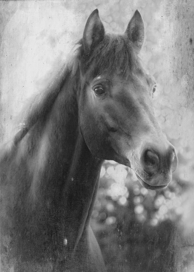 Equine photography of a beautiful 'Trakehner ' horse b ...