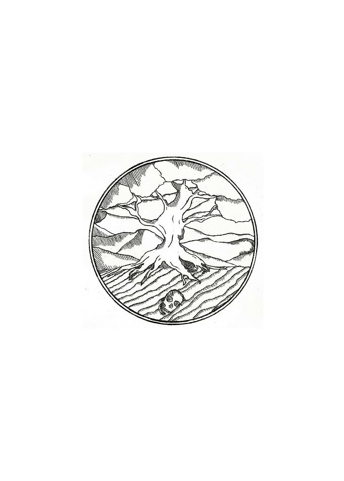 Sketch of the tree of life.