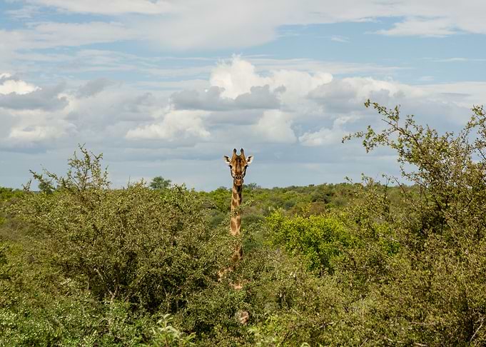 Giraffe