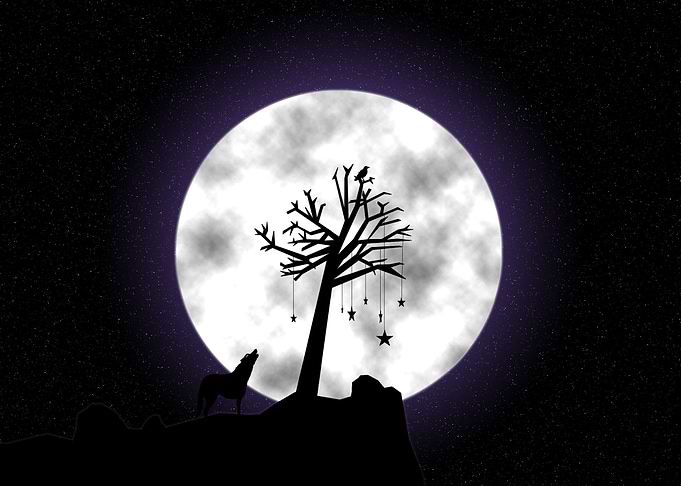 Wolf by Moonlight