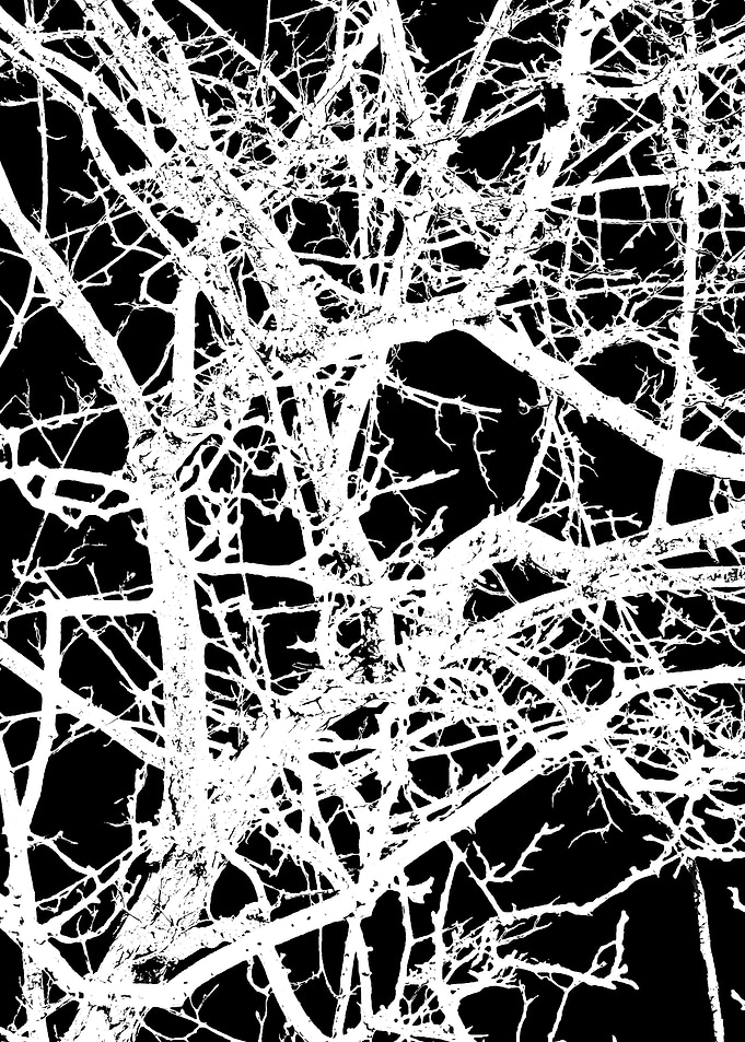 Tree Branches