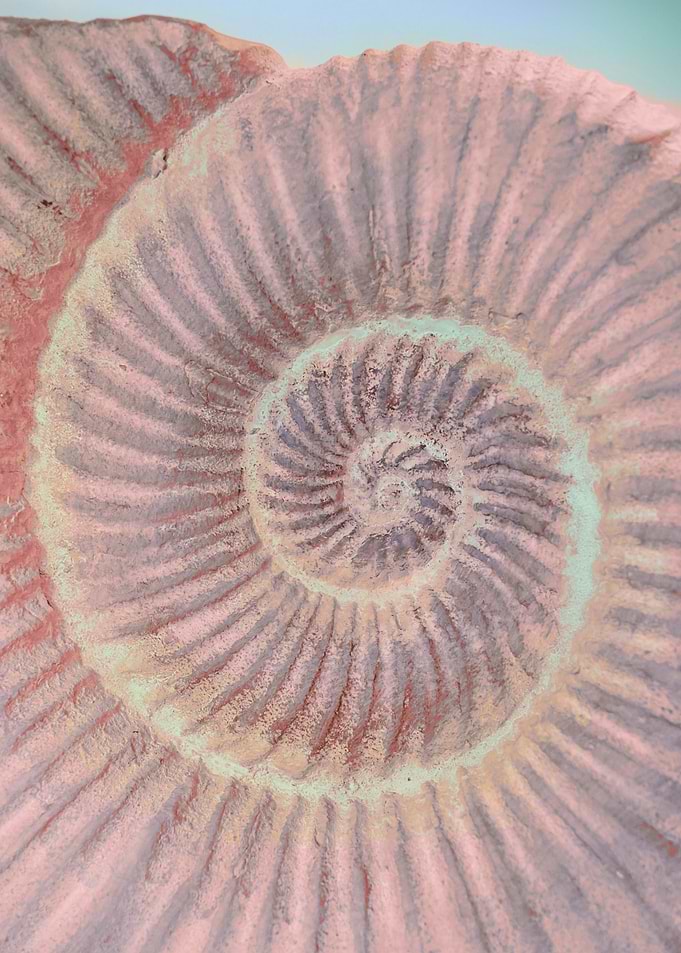 Nautilus Crunchy Cookie