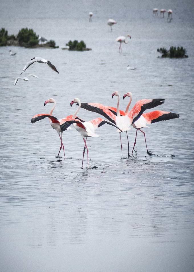 Dancers