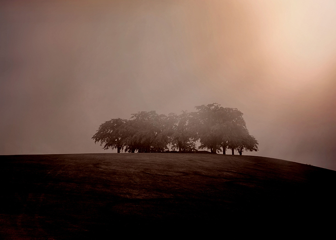 trees on hill surreal serenety