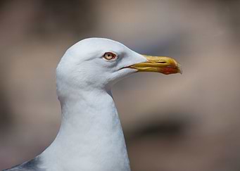 Small to large seabirds, many of which also live inland ...