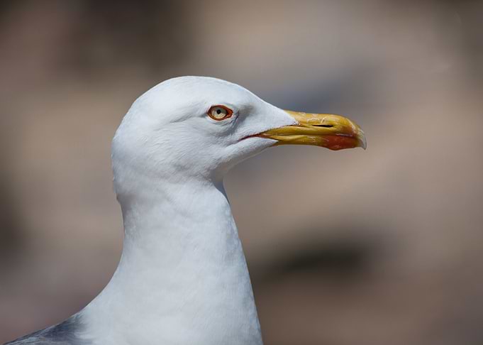 Small to large seabirds, many of which also live inland ...