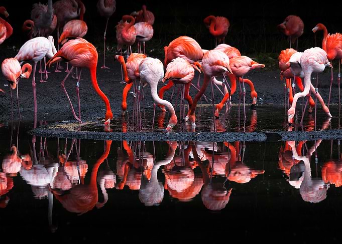 Flamingos or flamingoes are a type of wading bird in th ...
