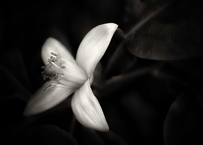 Bold black and white piece of photography of a grapefr ...