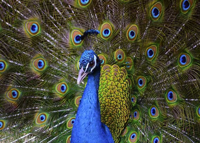 A Peafowl