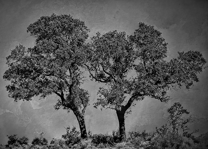 Monochromatic textured photography of Spanish Olive tre ...