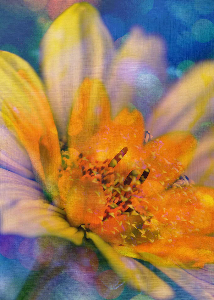 Dream-Flower