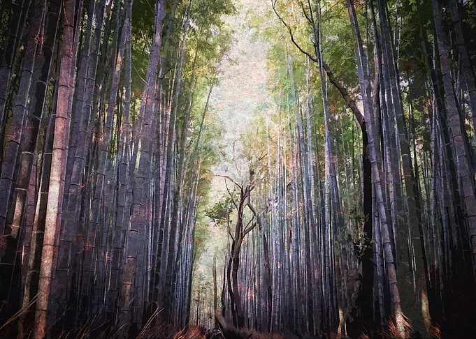 bamboo grove in Kyoto