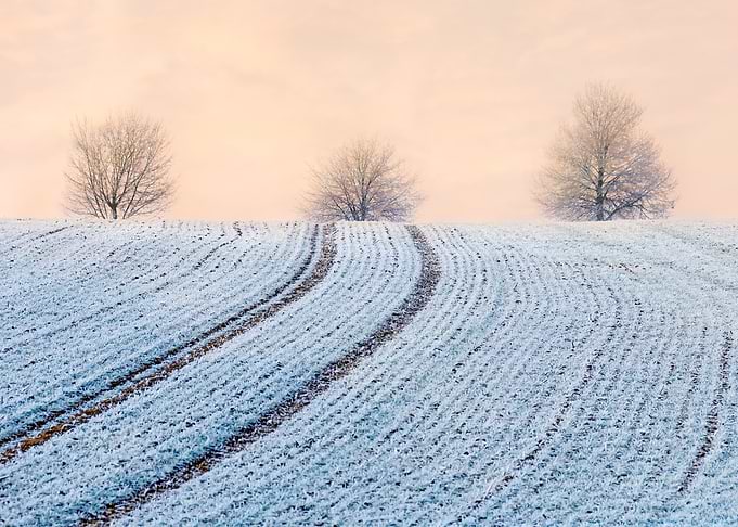 Fields and trees were powdered with advection hoar fros ...