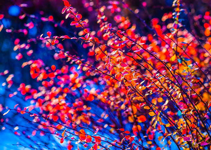 Cotoneaster In Winter