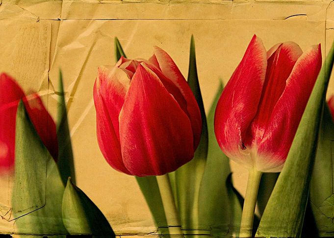 Beautiful pink tulips on vintage parchment paper by Cla ...