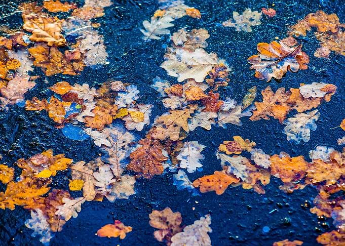 Oak Leaves Frozen In Ice
