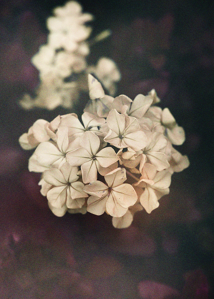 softness of heart