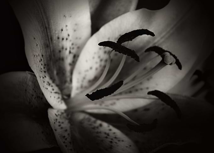 Deep dark black and white macro of a Stargazer Lily by ...