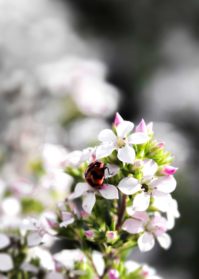 Teeny Tiny Wanderer