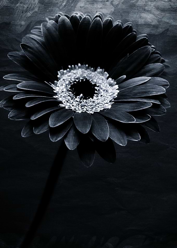 A very dark dramatic gerbera flower with texture from C ...