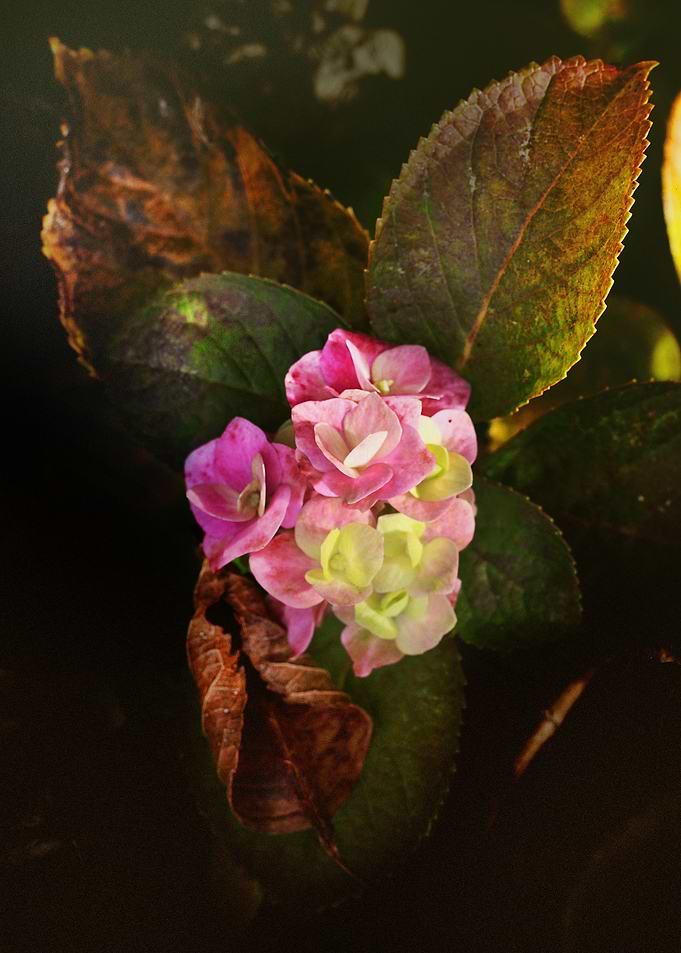 Spring in autumn