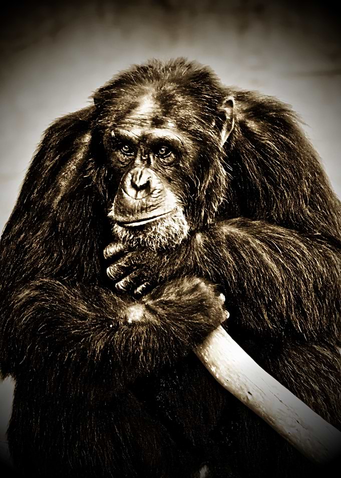 HDR photography of a chimpanzee in dark sepia by Clare ...