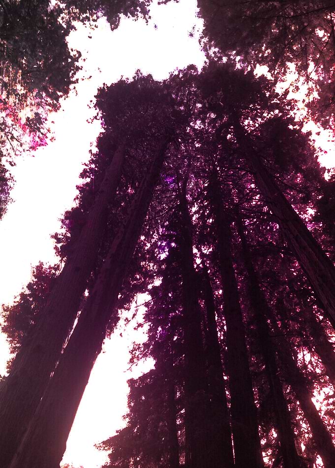 Sequoia sempervirens