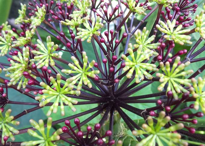 Star Burst