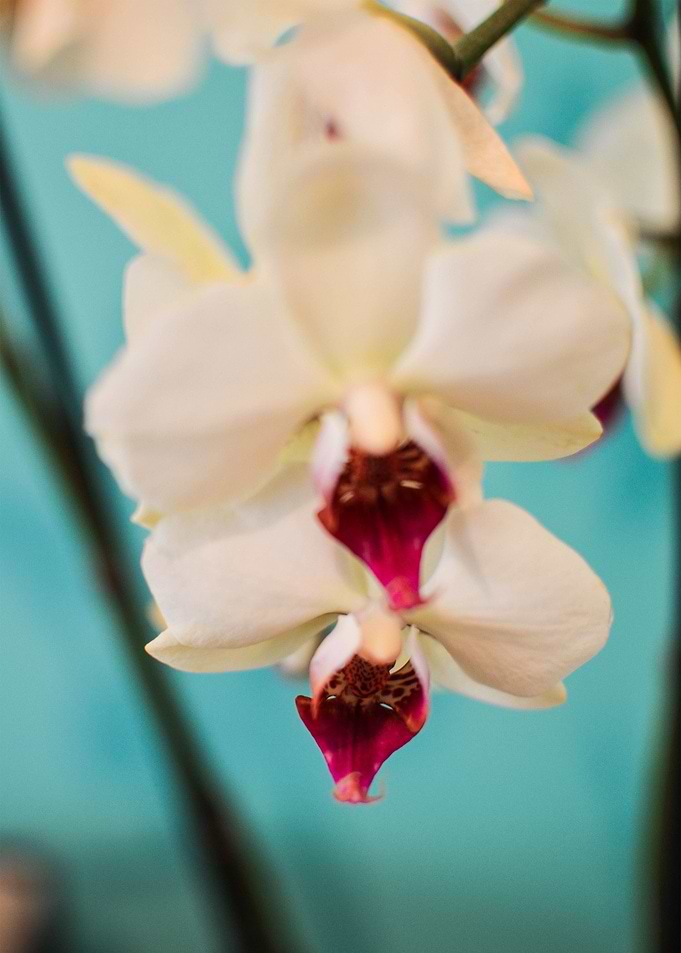 The Orchid. White Orchid. This most highly prized of or ...