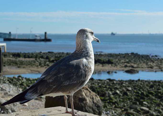 Captured in Lisbon in November 2015.