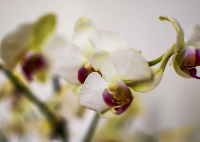 White Orchid. This most highly prized of ornamental pla ...