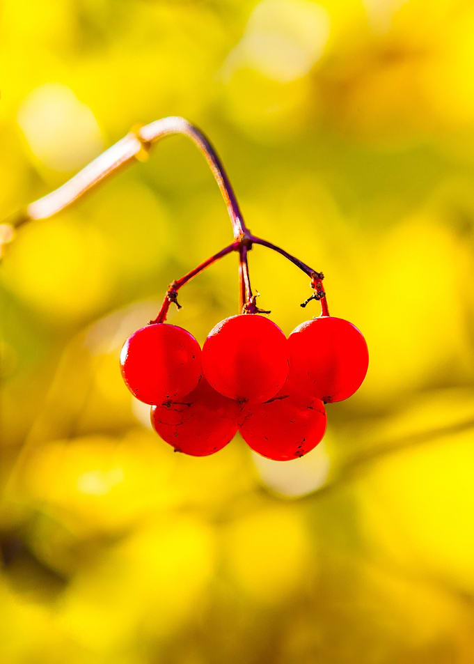 Natural Olympic Emblem