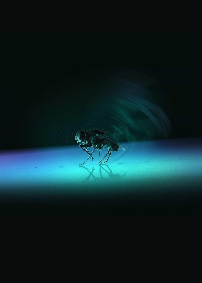 Glowing Fly · Vertical Version